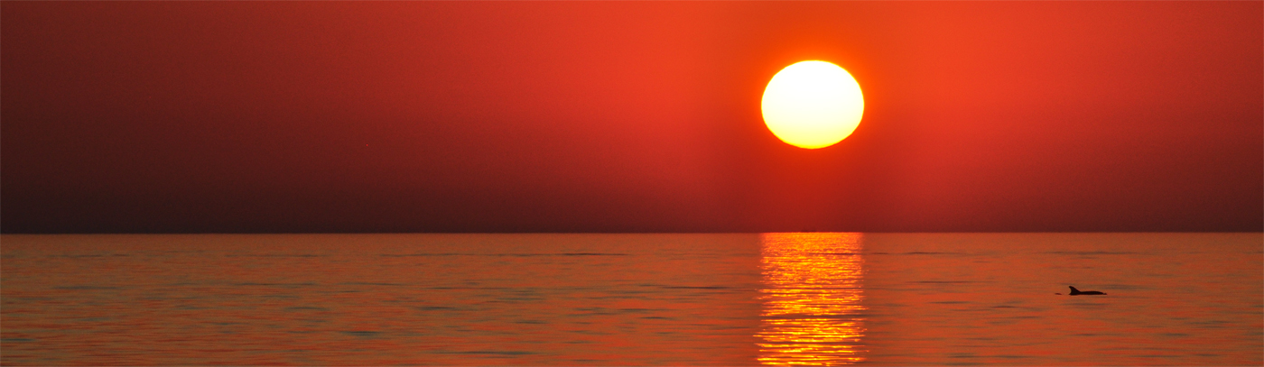 Delfin Betrachtet Sonnenuntergang Foto Bild Tiere Wildlife Saugetiere Bilder Auf Fotocommunity