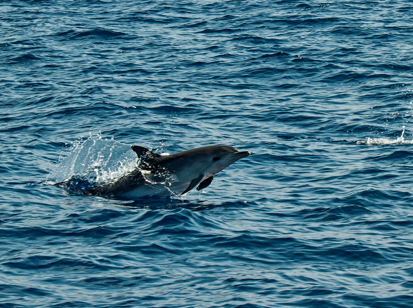 Delfin Foto & Bild | tiere, wildlife, säugetiere Bilder auf fotocommunity