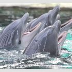 Delfin - Chor