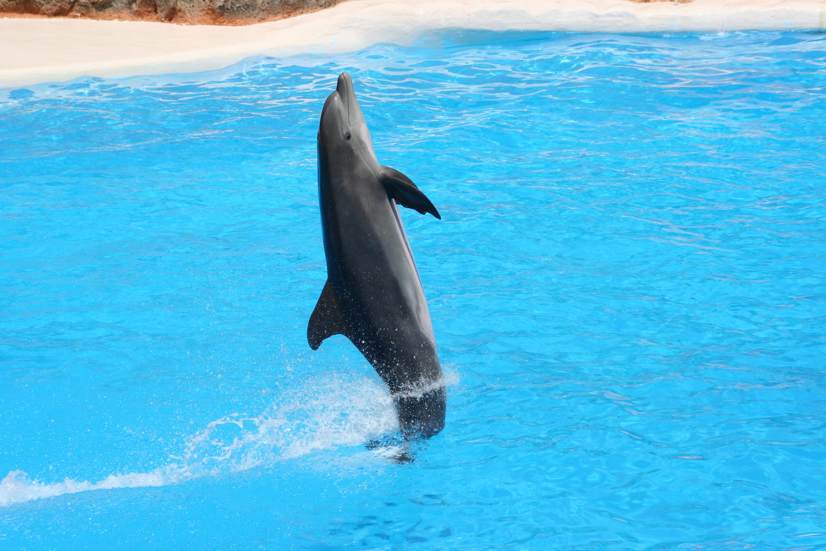 Delfin