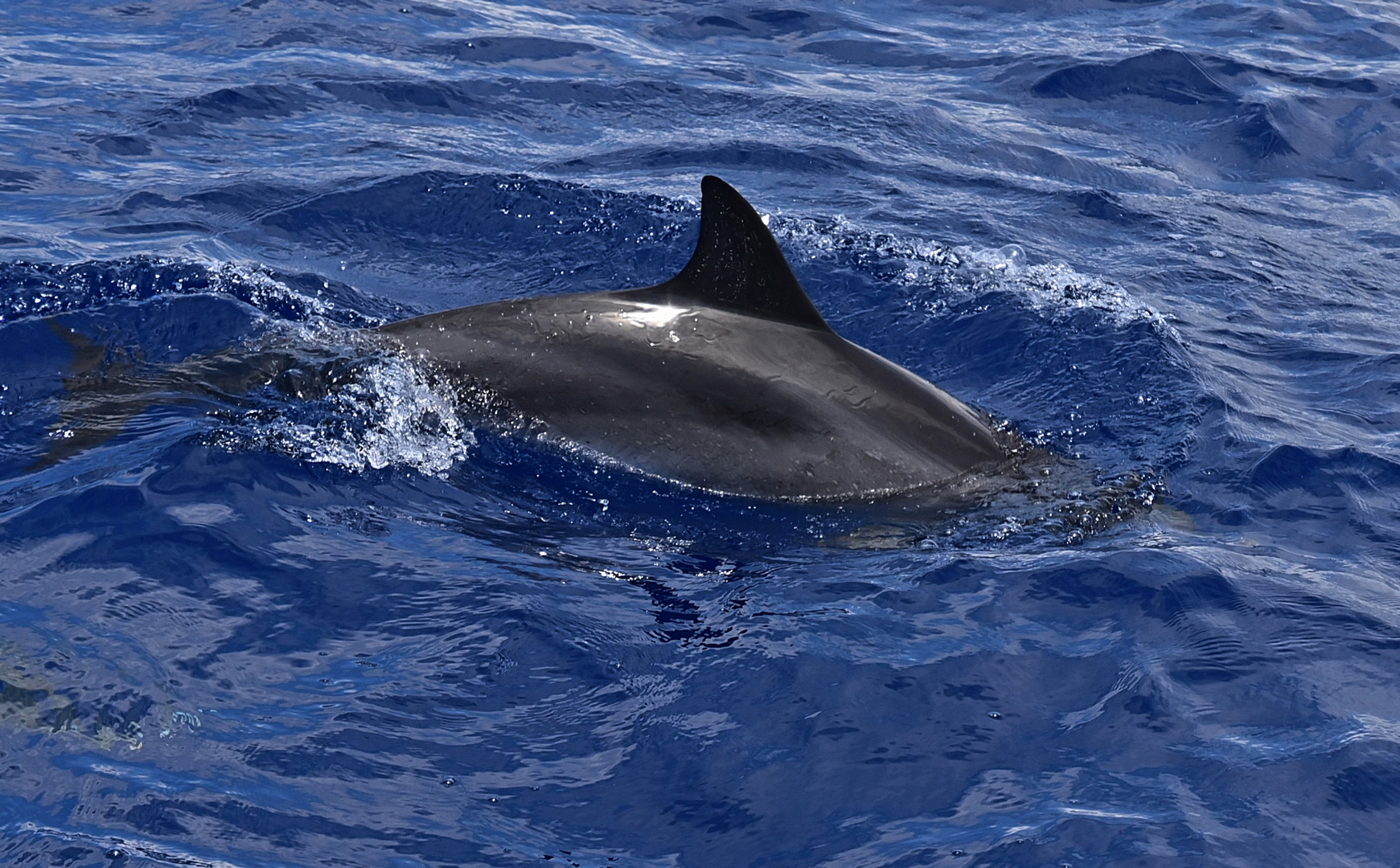 Delfin (Delphinidae)