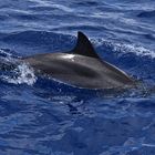 Delfin (Delphinidae)