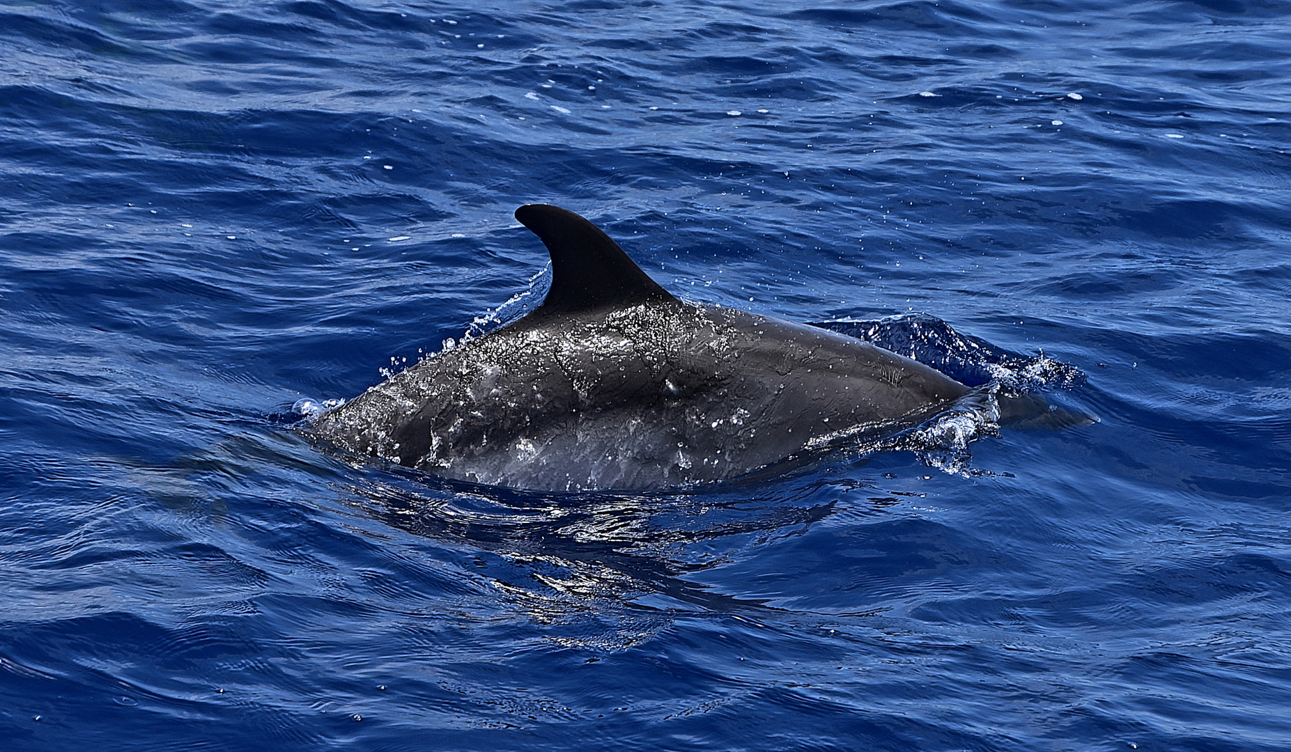 Delfin (Delphinidae)