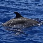 Delfin (Delphinidae)