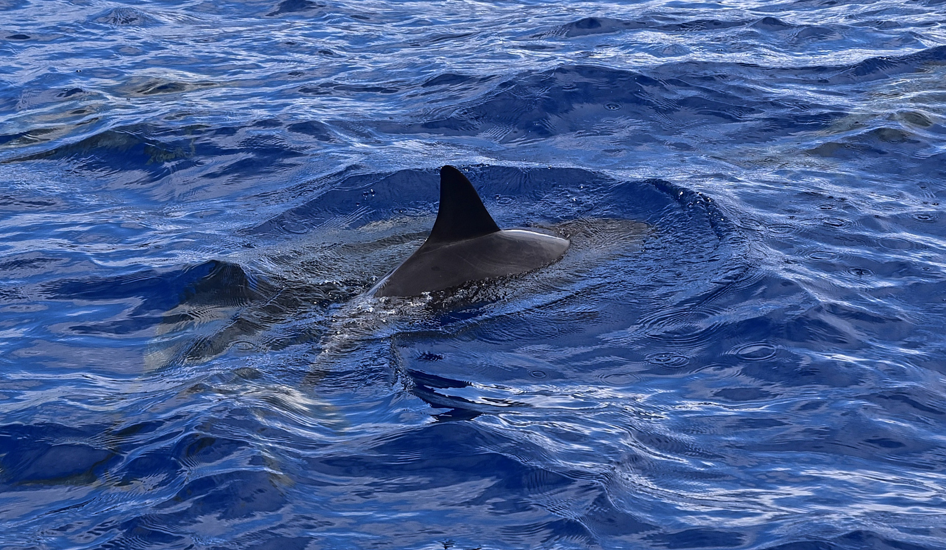 Delfin (Delphinidae)