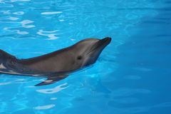 Delfin