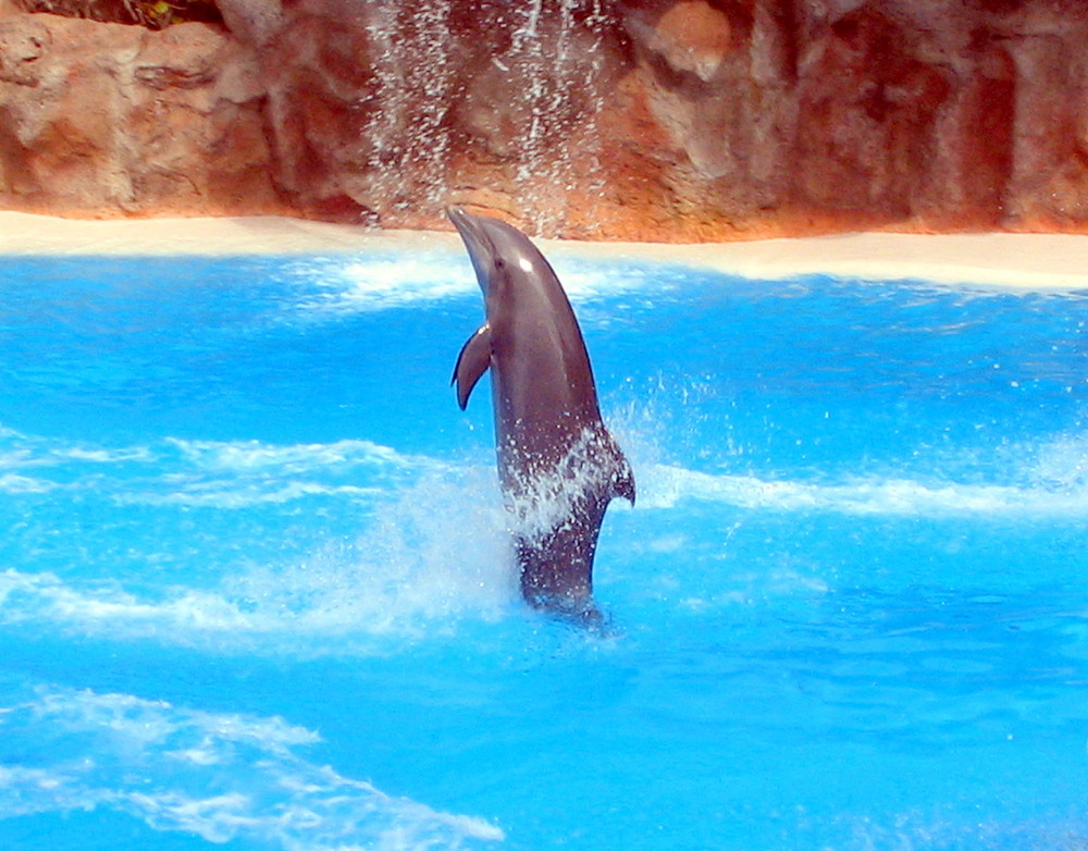 Delfin equilibrista