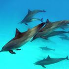 *Delfin-Familie*