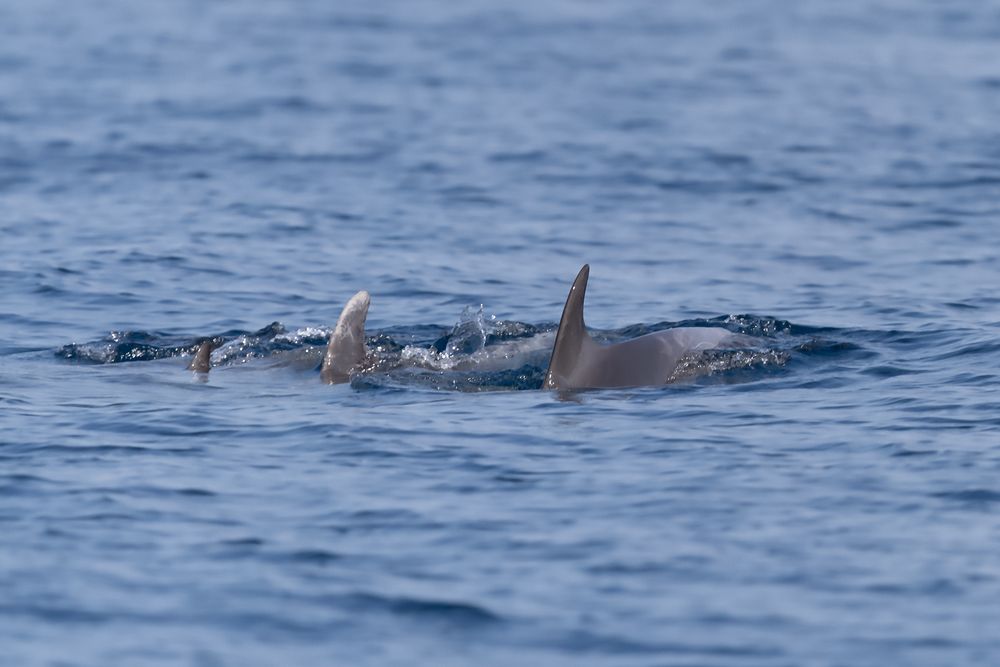 Delfin Familie in der Adria