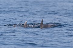 Delfin Familie in der Adria