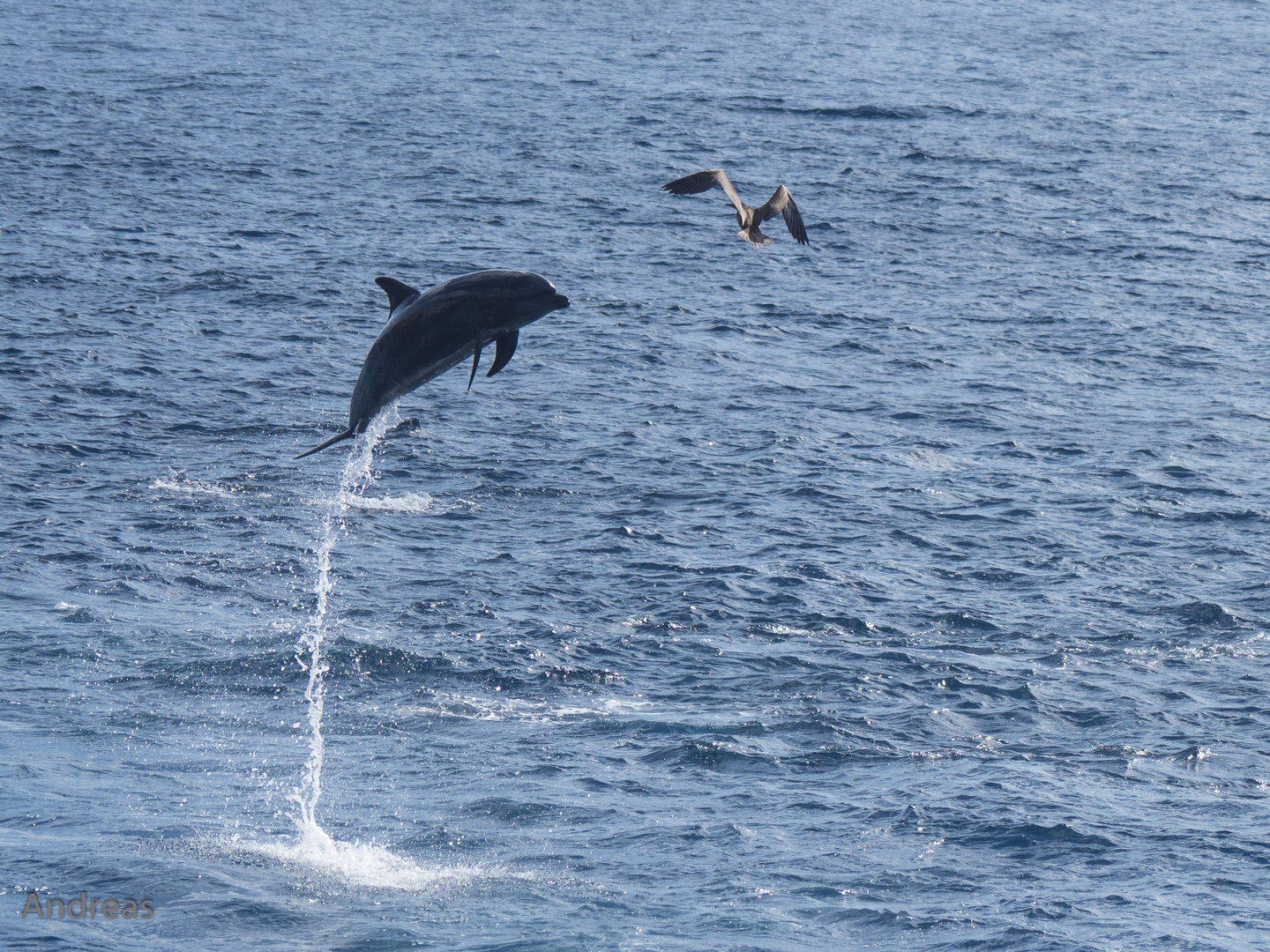 Delfin findet Vogel