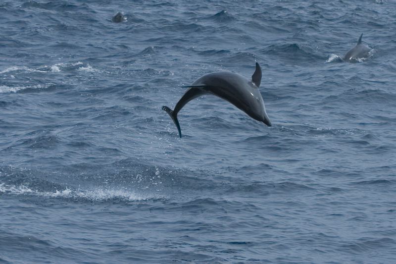 Delfin (Galapagos)