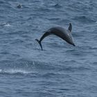Delfin (Galapagos)
