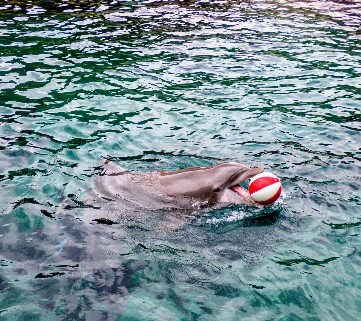 Delfin hat Spaß 