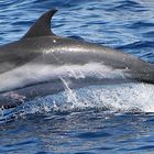 Delfin im Atlantik