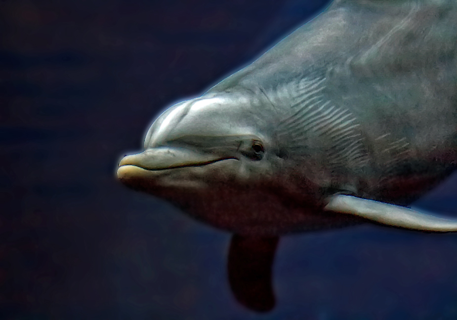 Delfin im dunklem Wasser (ISO 16.000 mit der Canon 7D Mark II)