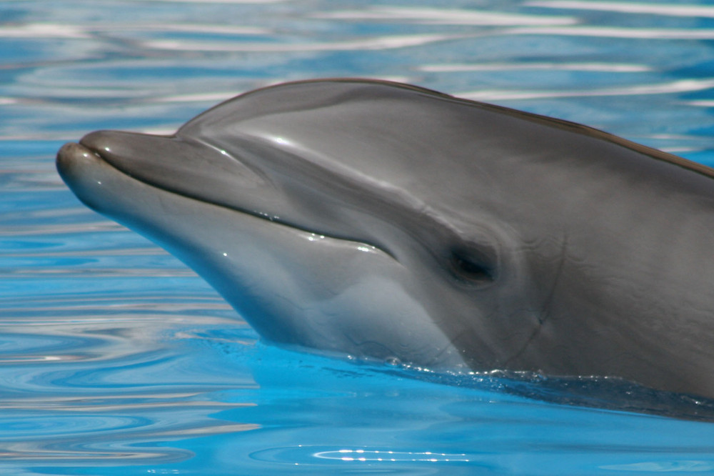 Delfin im Loro Parque