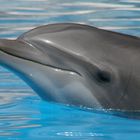 Delfin im Loro Parque