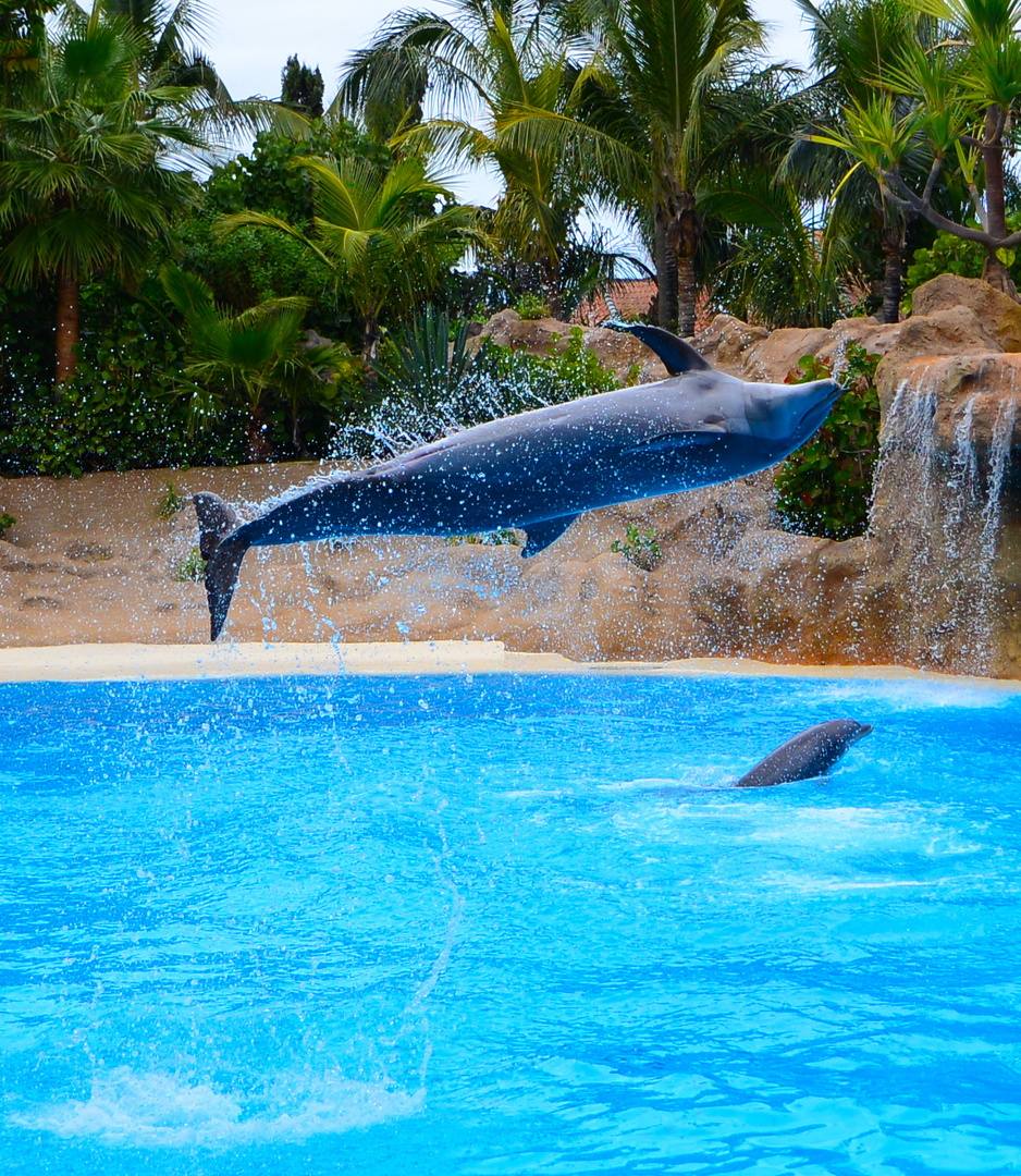 Delfin im Loro Parque in Teneriffa