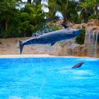 Delfin im Loro Parque in Teneriffa