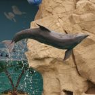 Delfin im Sprung