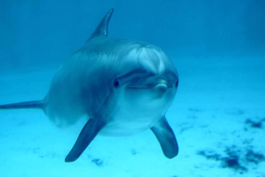 Delfin im Wasser