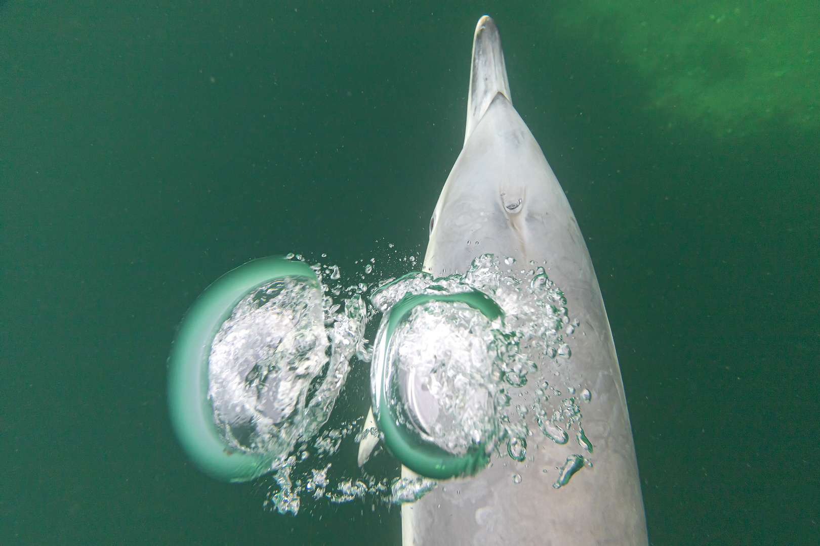 Delfin in der Eckernförder Bucht / 2021