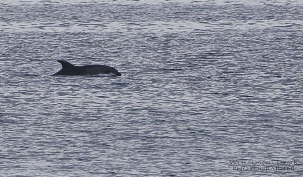 Delfin in der Kvarner Bucht