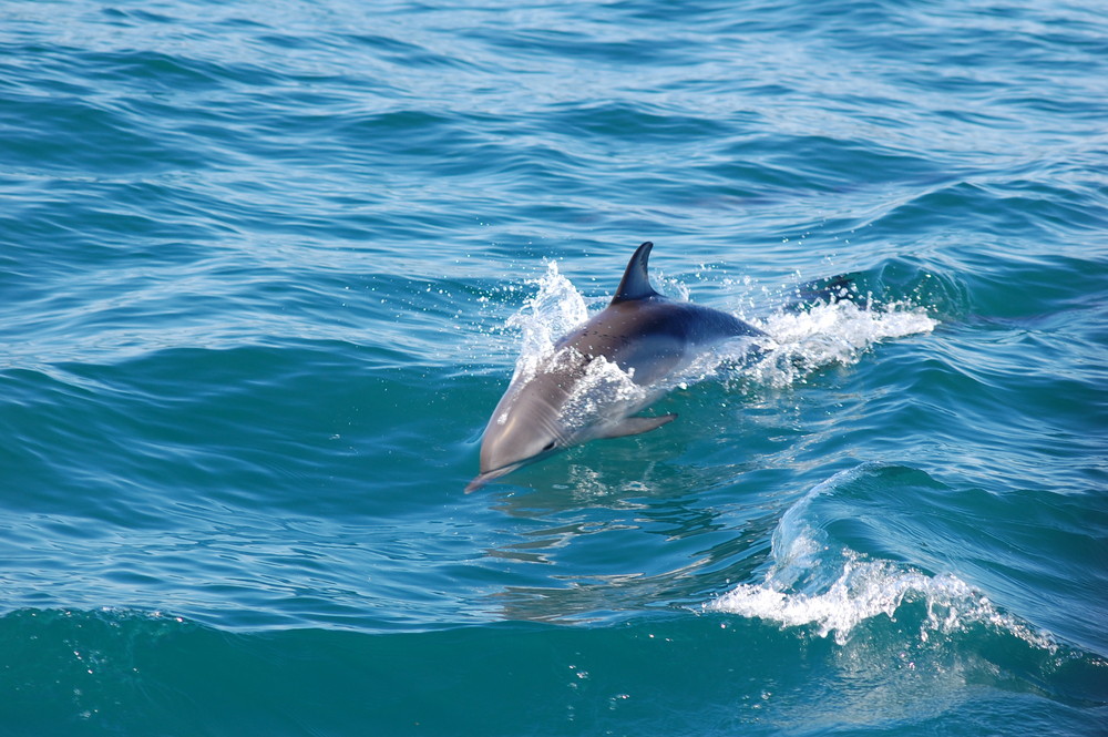 Delfin in Gibraltar