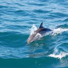 Delfin in Gibraltar