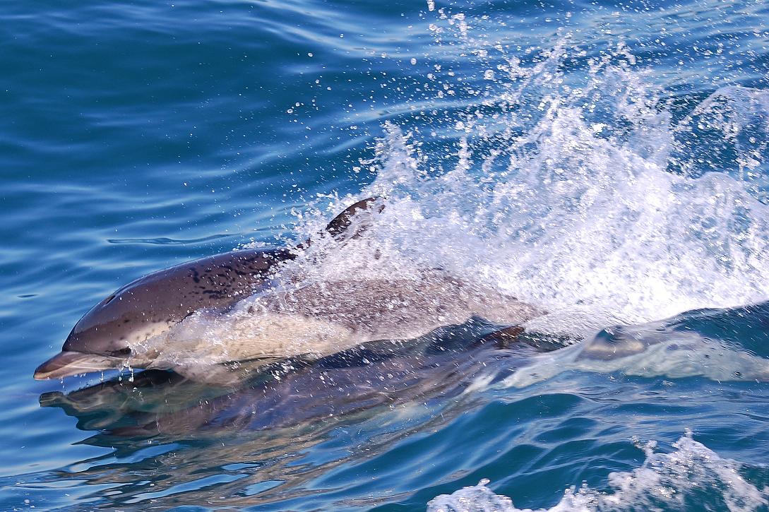 Delfin in Gibraltar
