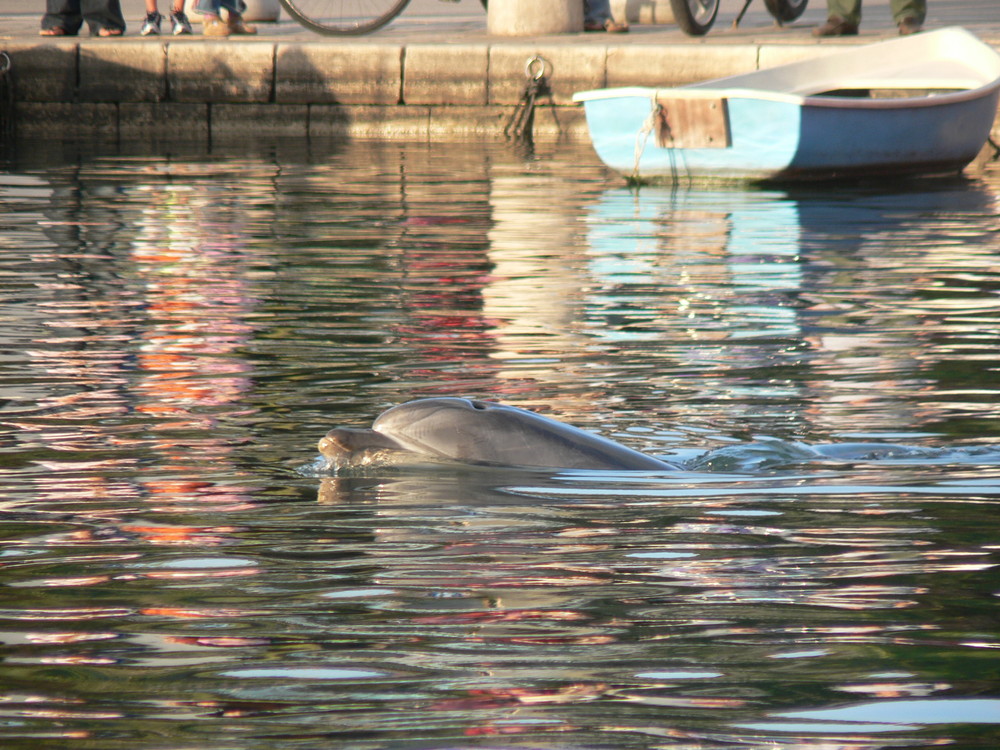 Delfin in Kroatien