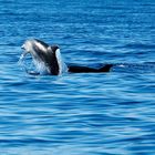 Delfin Jump