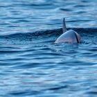 Delfin, Lofoten