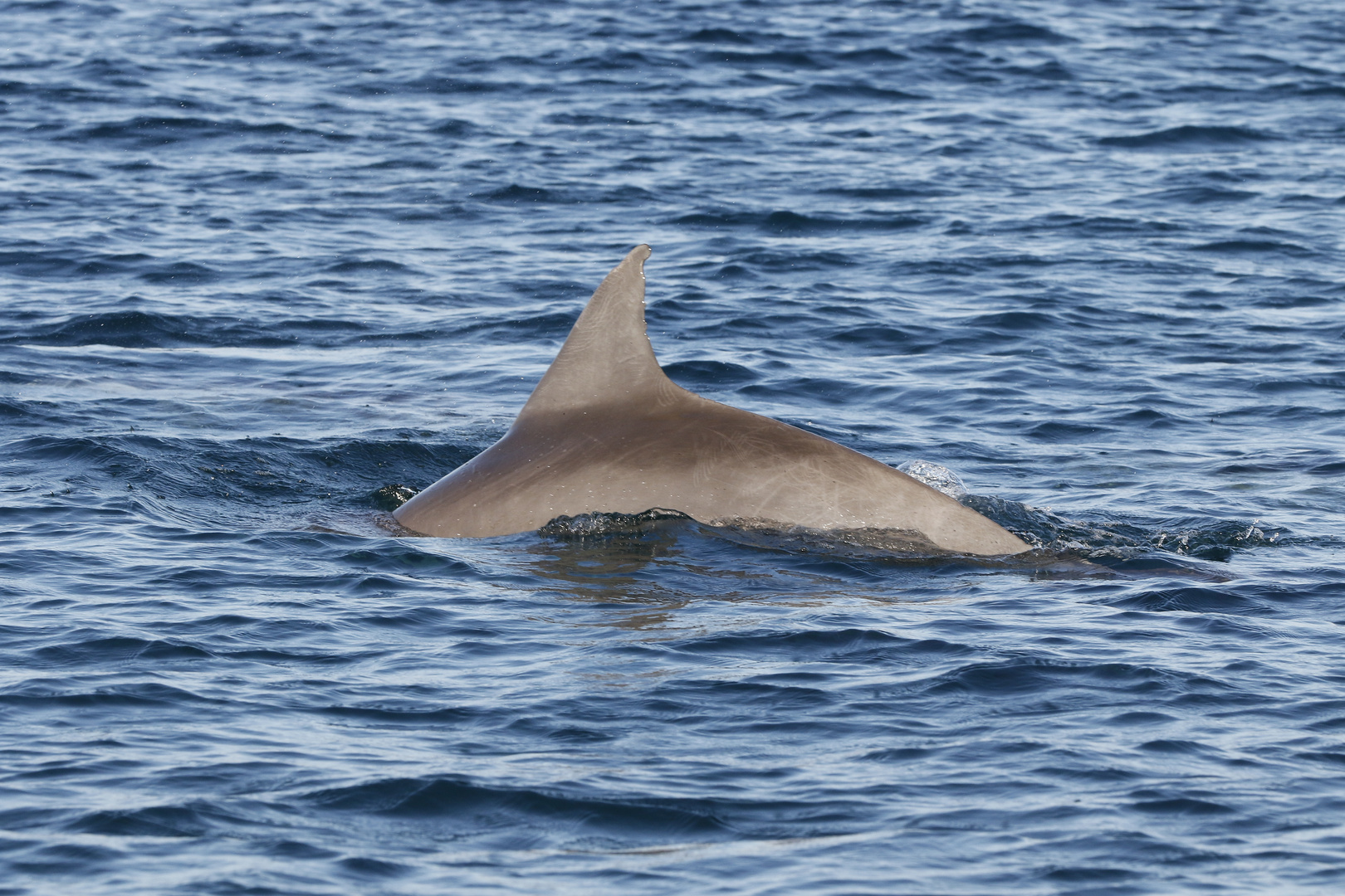 Delfin Mauritius