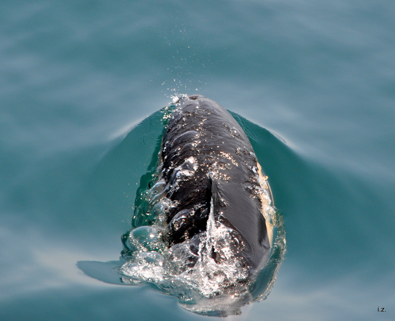 Delfin mit Blubberblasen