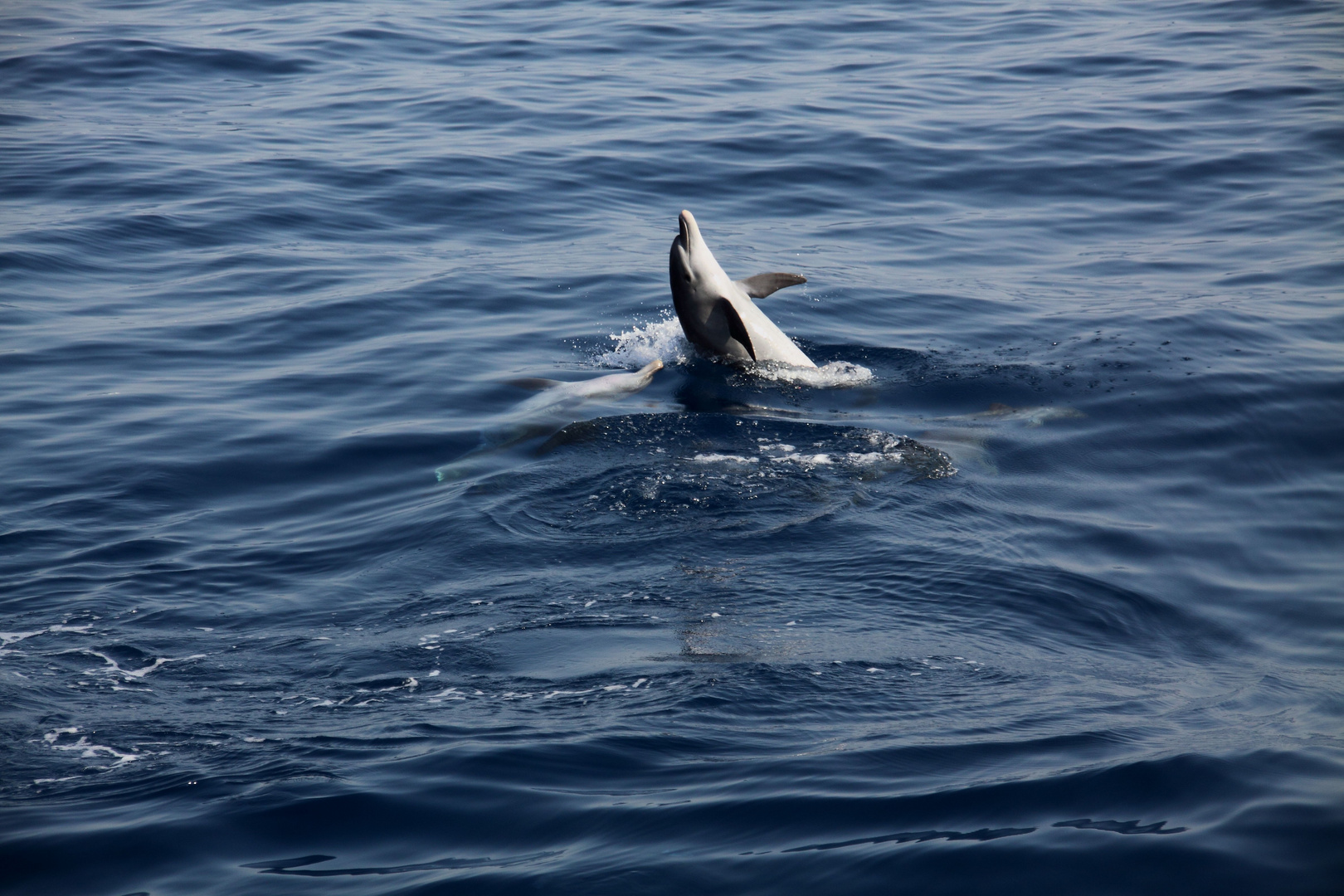 Delfin mit Jungtier