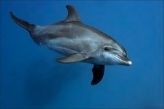 Delfin [reload]
