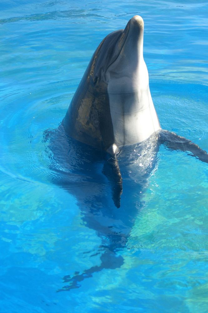 Delfin sagt hallo