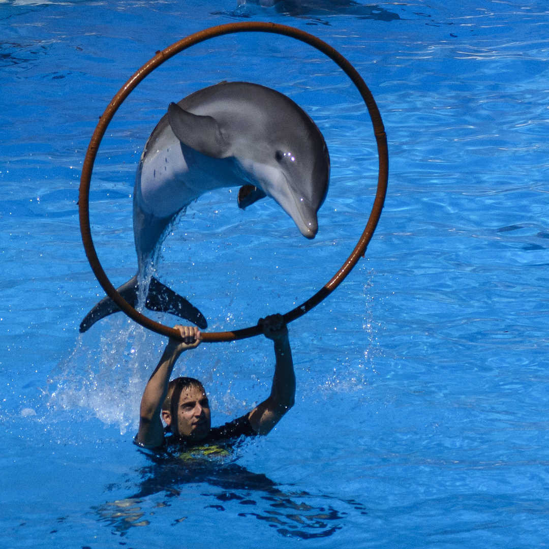 Delfin-show im Lora Park auf Teneriffa