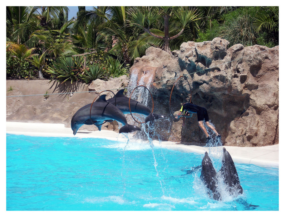 Delfin Show ( Loro Parque)