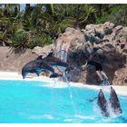 Delfin Show ( Loro Parque)