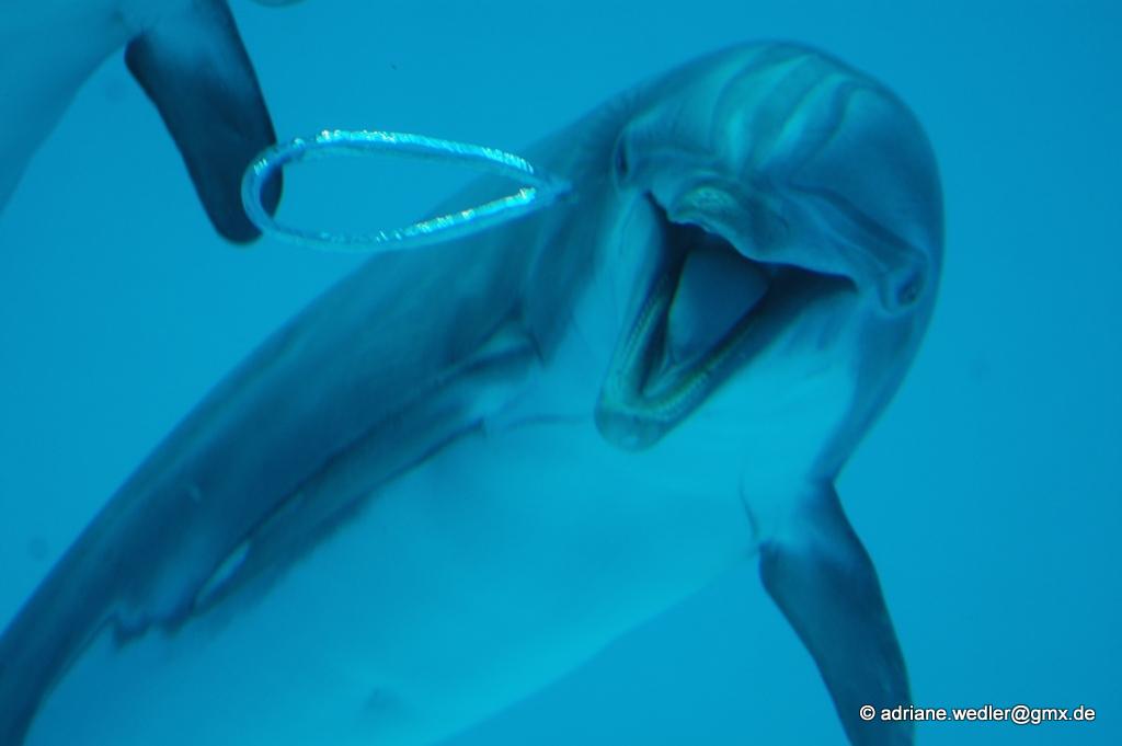 Delfin spielt mit Luftblase - den Schalk im Nacken