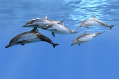 Delfin-Team
