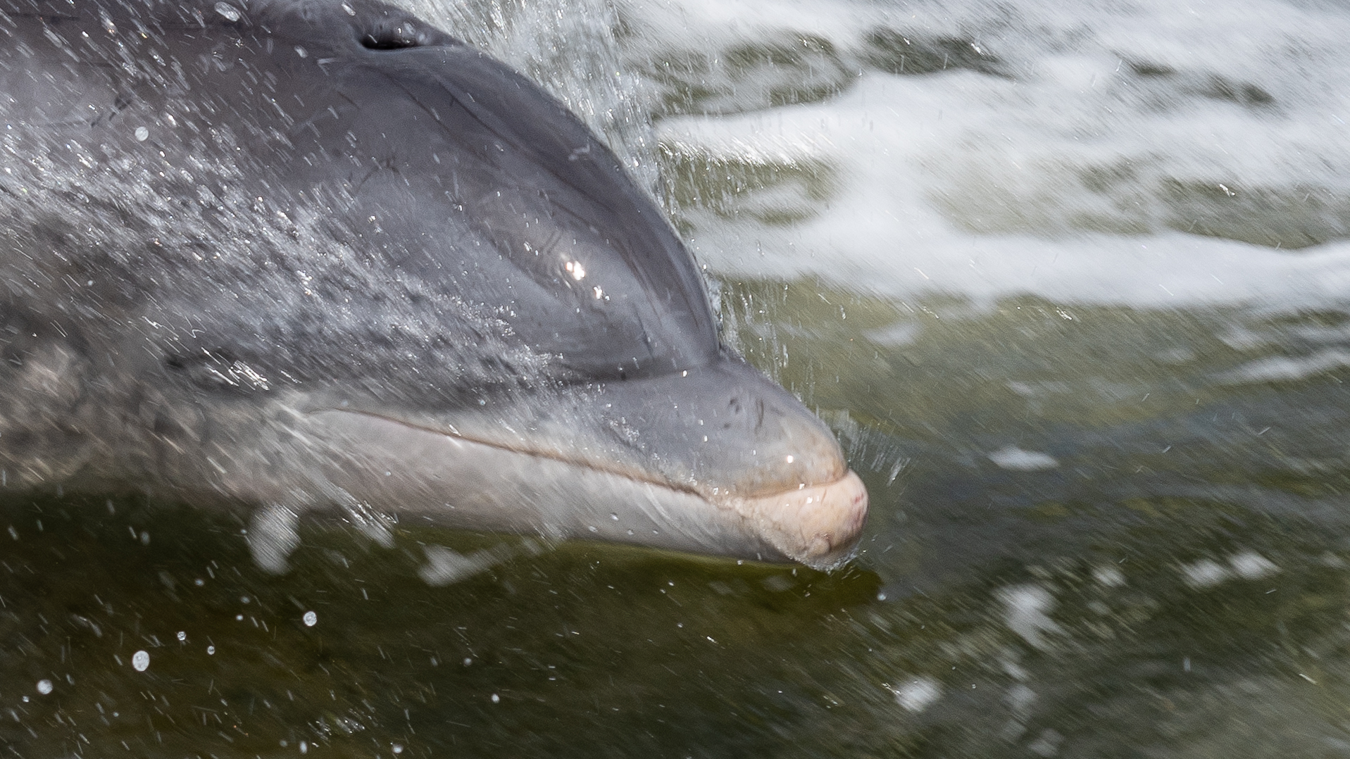 Delfin vor Cape Coral