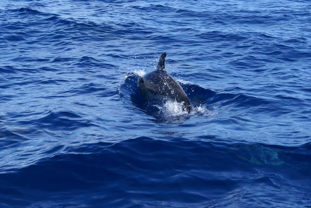 Delfin vor den Azoren