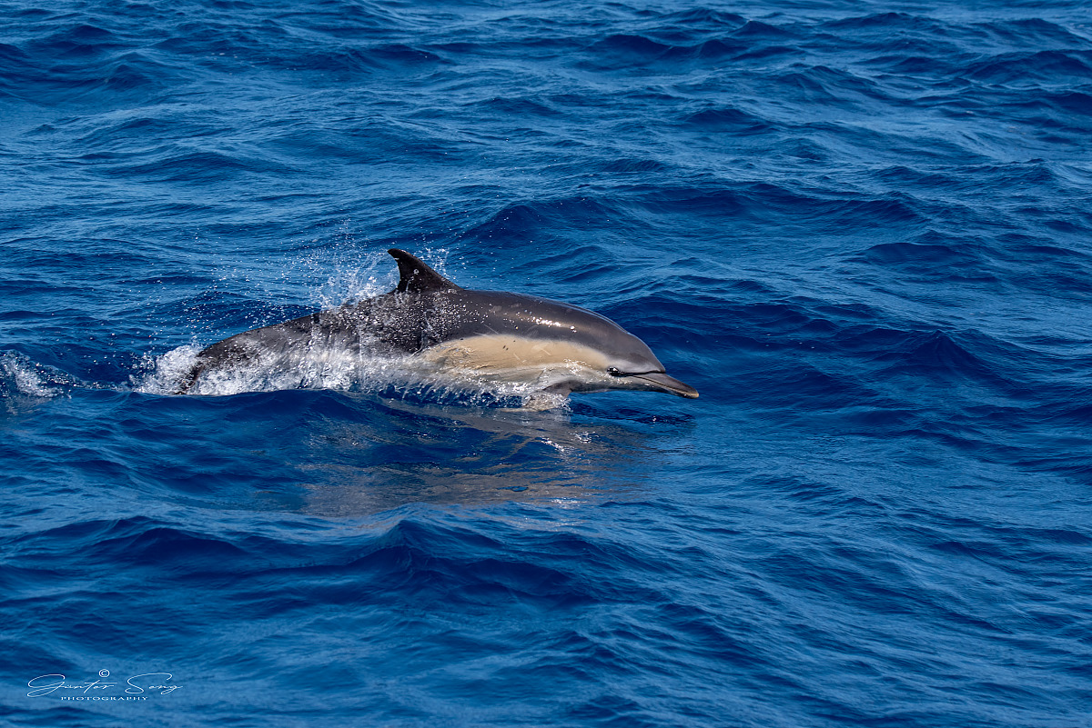 Delfin vor den Azoren