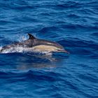 Delfin vor den Azoren