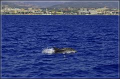 Delfin vor der Küste Alanya´s (Türkei)