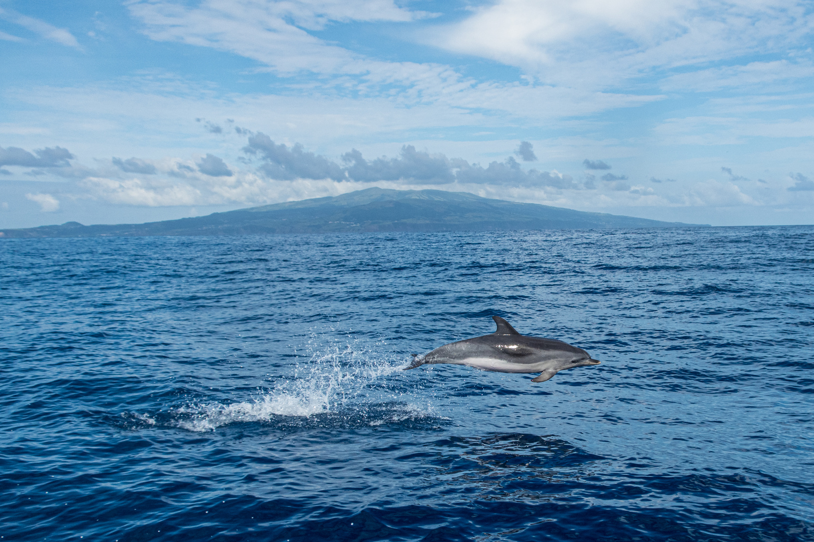 Delfin vor Faial